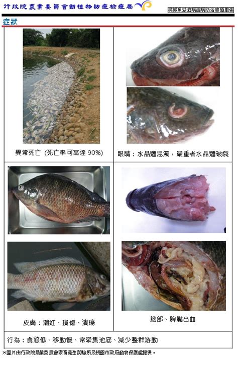 圍管現象|吳郭魚湖泊病毒